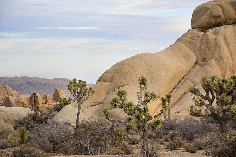 A view of Jumbo Rocks Campground in Joshua Tree National Park CA with a huge rocky outcrop and numerous joshua trees.