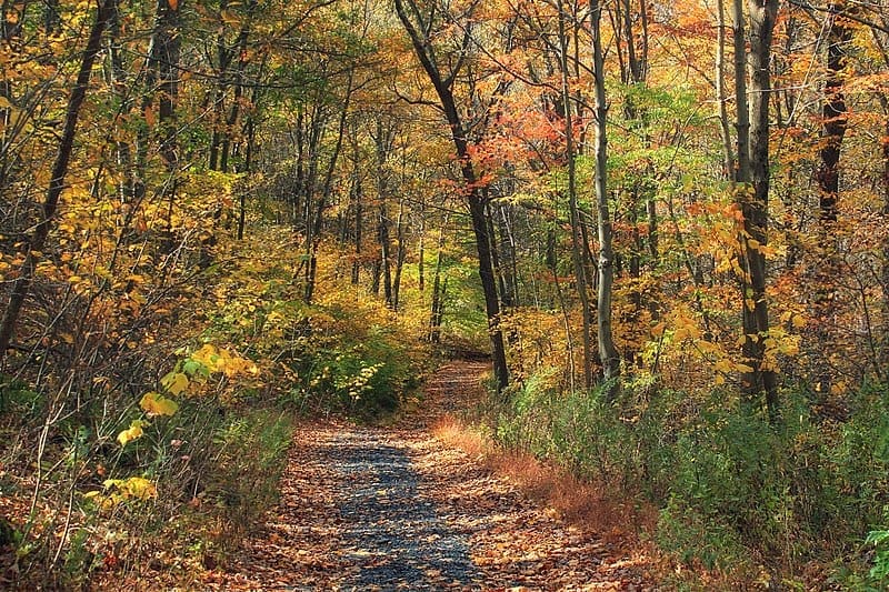 The Appalachian Trail