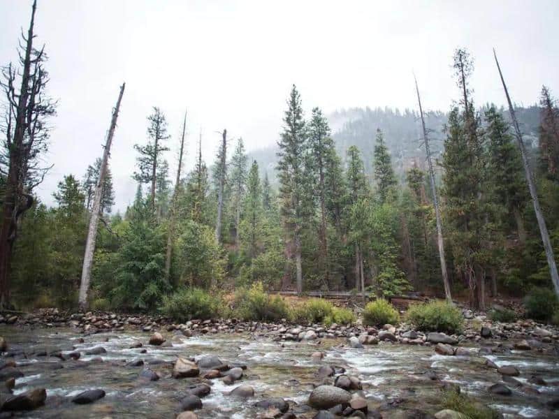 Stream running through a forest with sparse undergrowth and towering pines near Cedar Grove Lodge in Sequoia National Park.