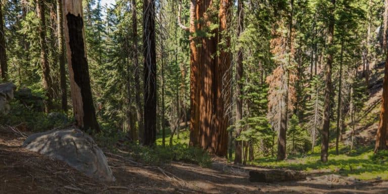 Sequoia Tree Grove in Sequoia National Park