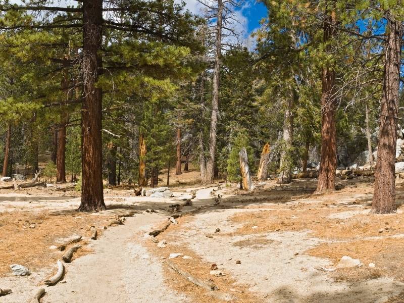 High sierra backcountry trail weaving through a forest. Part of a Sequoia lodging guide.
