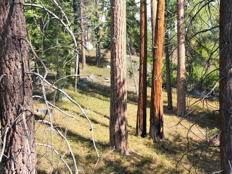 Trees in Sequoia National forest, a popular Sequoia lodging area.