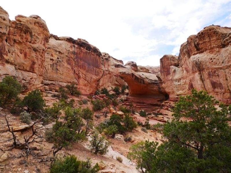 Red rock cliffs with small trees in the foreground at Capitol Reef National Park in Utah.