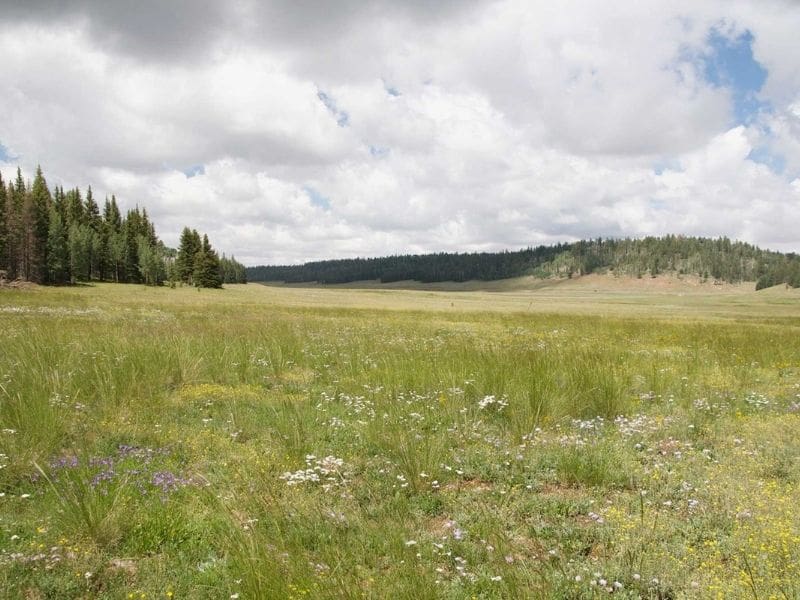 Large open meadow near Kaibab Lodge