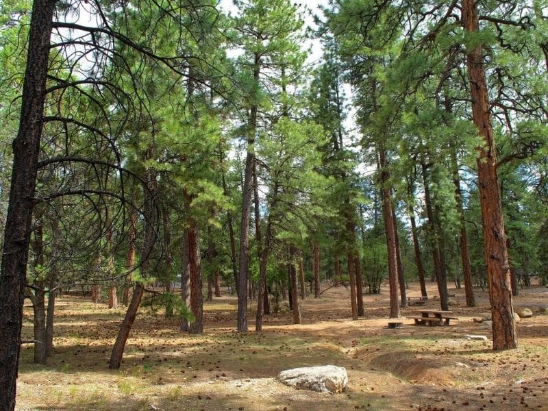 Trees and campsites in Mather Campground, Grand Canyon South Rim