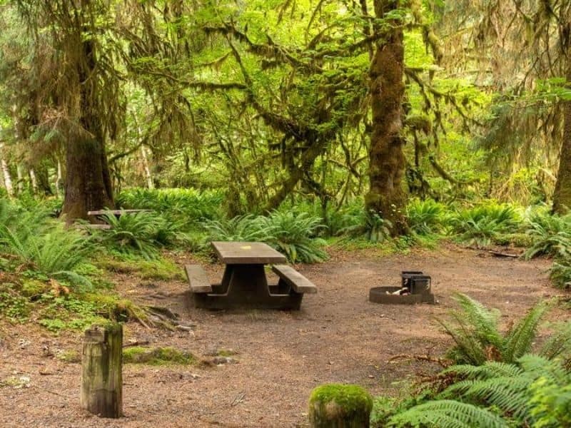 Picnic table and fire ring in campsite at Hoh Campground in Olympic National Park, WA