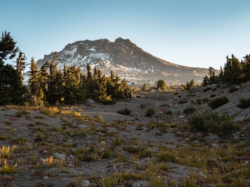 View looking up to Mount Hood, Oregon.