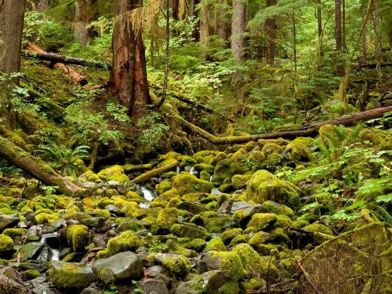 Moss lined riverbed in Olympic National Park, WA; a frequent stop on a San Francisco to Seattle road trip.