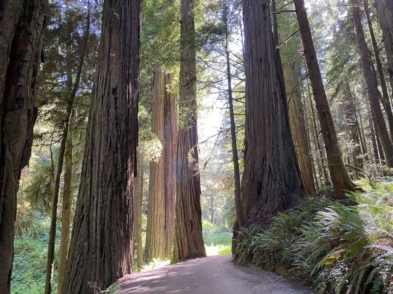 Trail cutting through redwood grove in Redwood National and State Parks, CA. Essential stop on a San Francisco to Seattle Road Trip.