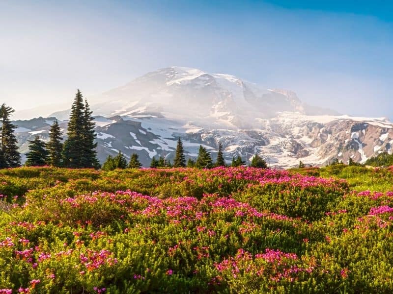 Spring blooms with Mount Rainier in the background.