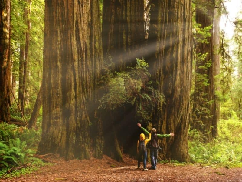 Two people stand before a redwood tree in Redwood National Park, CA while on a San Francisco to Seattle Road Trip.