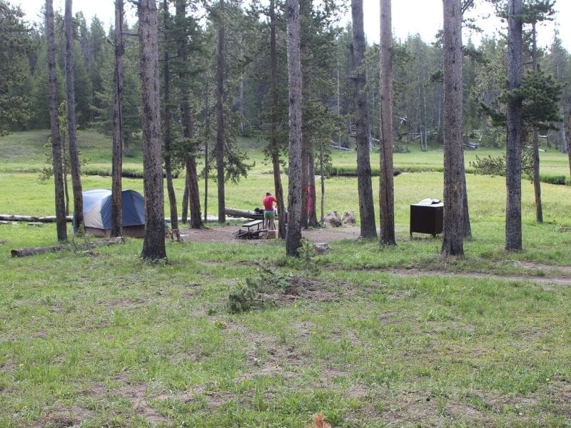 Shady tent campsite at Norris Campground in Yellowstone National Park surrounded by a large open meadow.