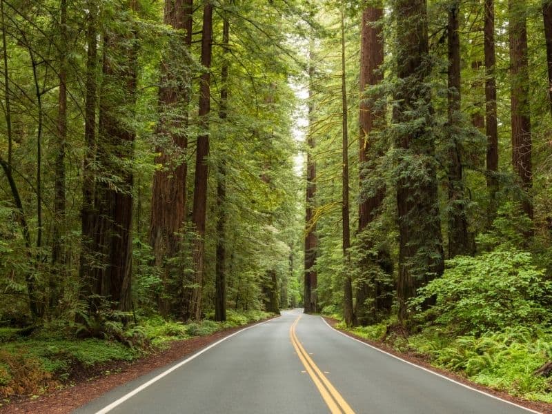 Avenue of the Giants, CA. Popular stop on a San Francisco to Seattle Road Trip.