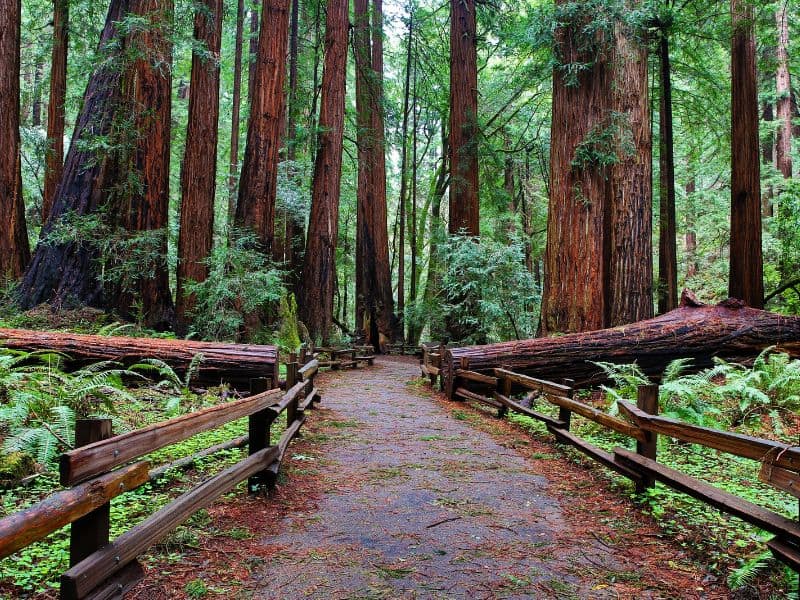 Trail in Muir Woods National Monument, California - a great stop on a San Francisco to Seattle Road Trip.