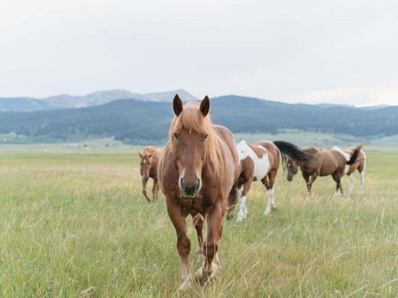 Horses in a field