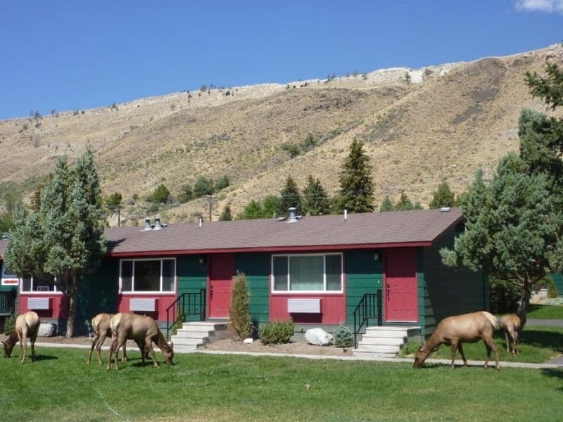 Elk grazing outside one of the units at Yellowstone Gateway Inn in Gardiner Montana - Yellowstone lodging near the North Entrance