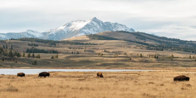 Where to Stay In and Near Yellowstone in 2025: Complete Lodging Guide