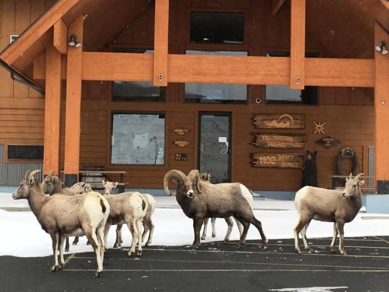 Big horn sheep standing outside Yellowstone Village Inn in Gardiner, MT