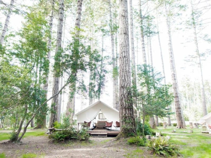 Bay Area glamping tent in the forest at Mendocino Grove
