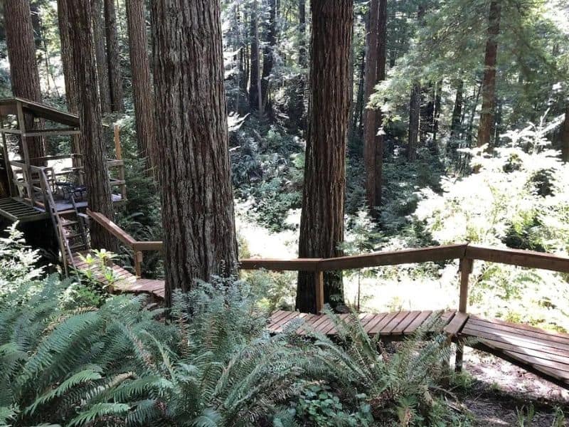 Wooden elevated walkway in the redwoods