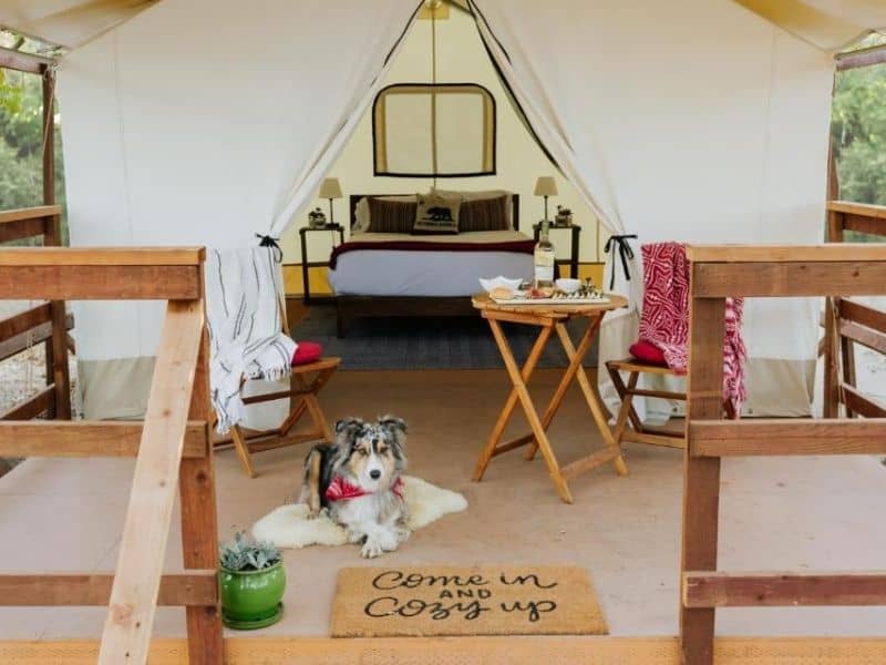 Glamping tent at Wildhaven Sonoma with Dog on the Porch - Bay Area Glamping Spots