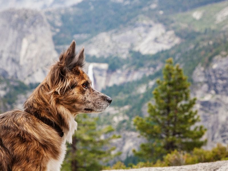 Dog at Glacier Point in Yosemite, CA