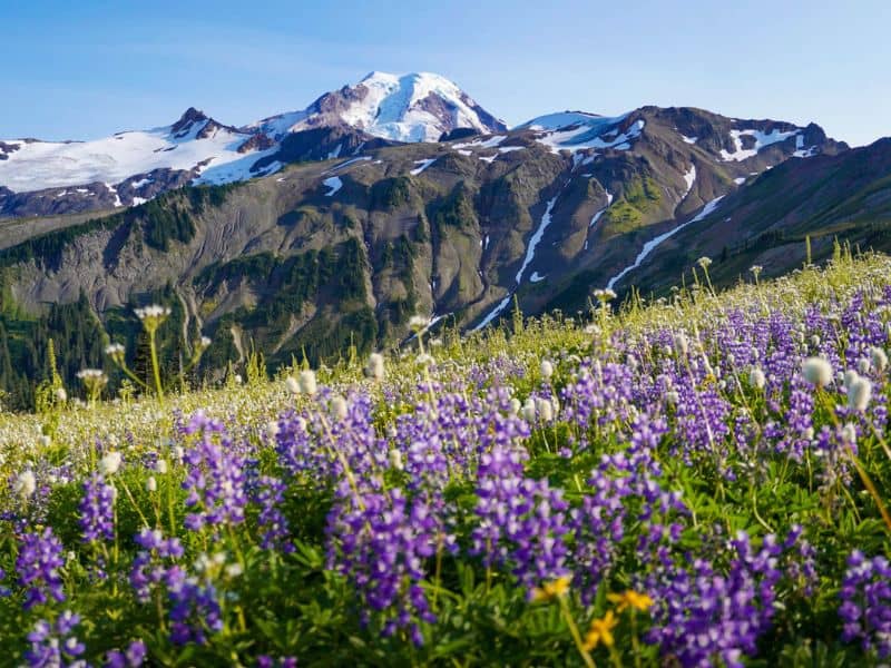 Purple wildflowers in North Cascades National Park, WA - a stop on a Seattle to Yellowstone Road Trip