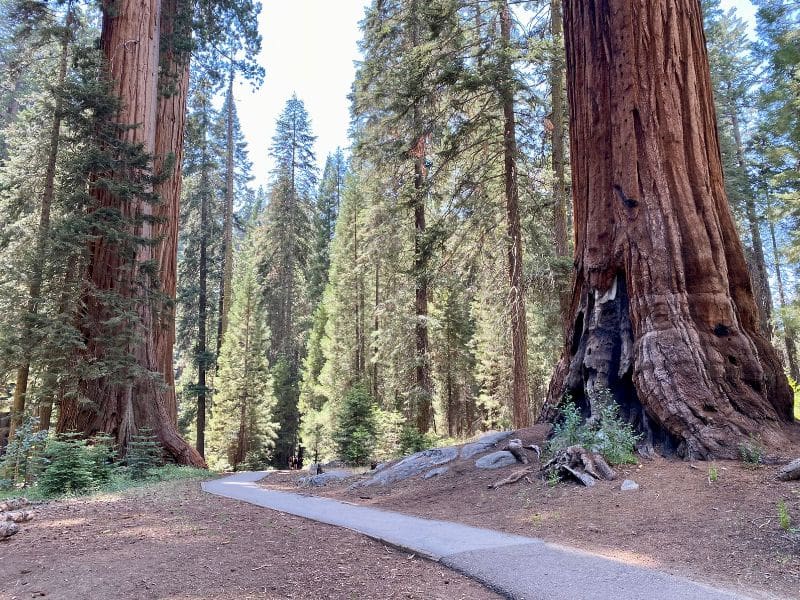 Sequoia National Park CA - Giant Forest Area near Big Trees Trail