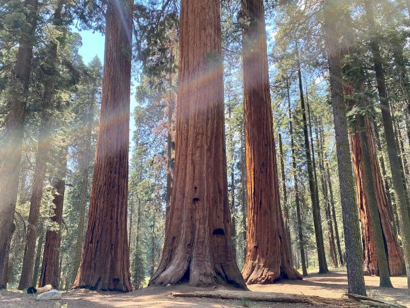 Sequoia National Park Giant Sequoias, CA