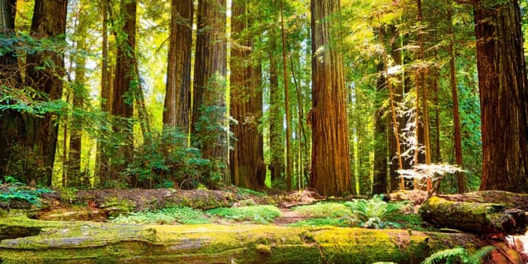 Dense grove of sequoia trees in Redwood National Park, CA