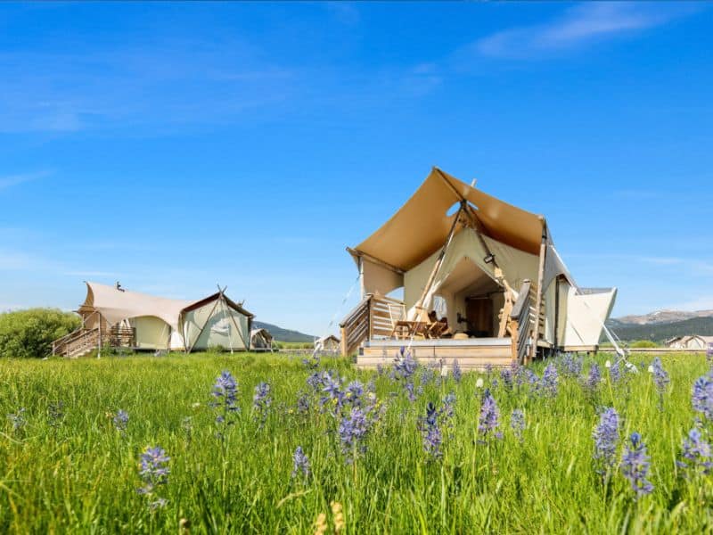 Luxury canvas glamping tents at Under Canvas West Yellowstone in a field with purple wildflowers
