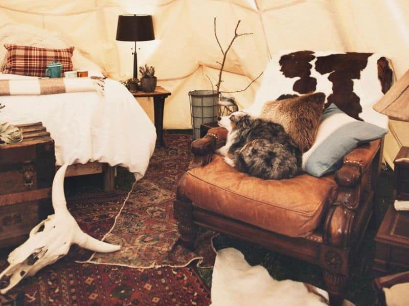 The inside of a luxury glamping tipi at Dreamcatcher Tipi Hotel near Yellowstone with a dog curled up on a comfy leather chair.