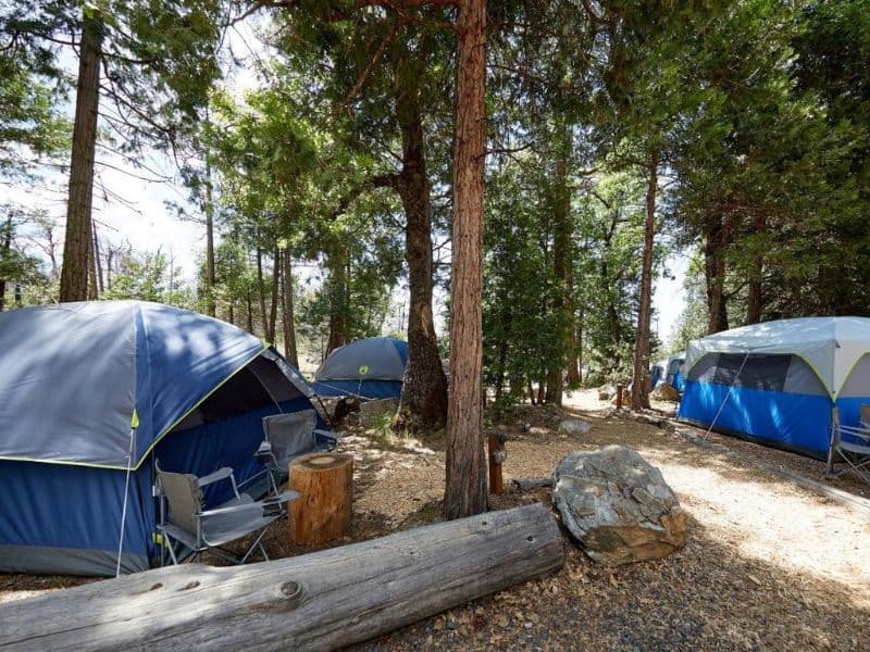 Cluster of custom camping tents nestled among pine trees at Evergreen Lodge, basic glamping near Yosemite.