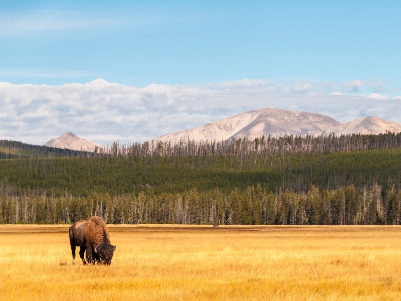 Bison grazing in a golden field with a backdrop of forest and mountain ranges in Yellowstone National Park. The highlight of a Los Angeles to Yellowstone road trip!